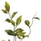 12 Pack: Green Sinojackia Leaf Spray by Ashland&#xAE;